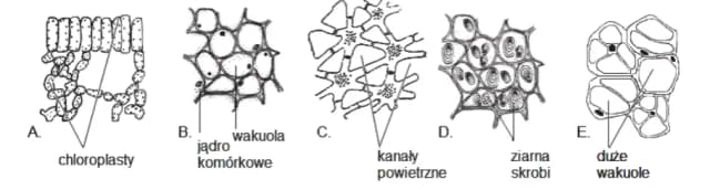 Jakie są tkanki roślinne? Odkryj ich rodzaje i funkcje w botany Jakie są tkanki roślinne? Odkryj ich rodzaje i funkcje w botany